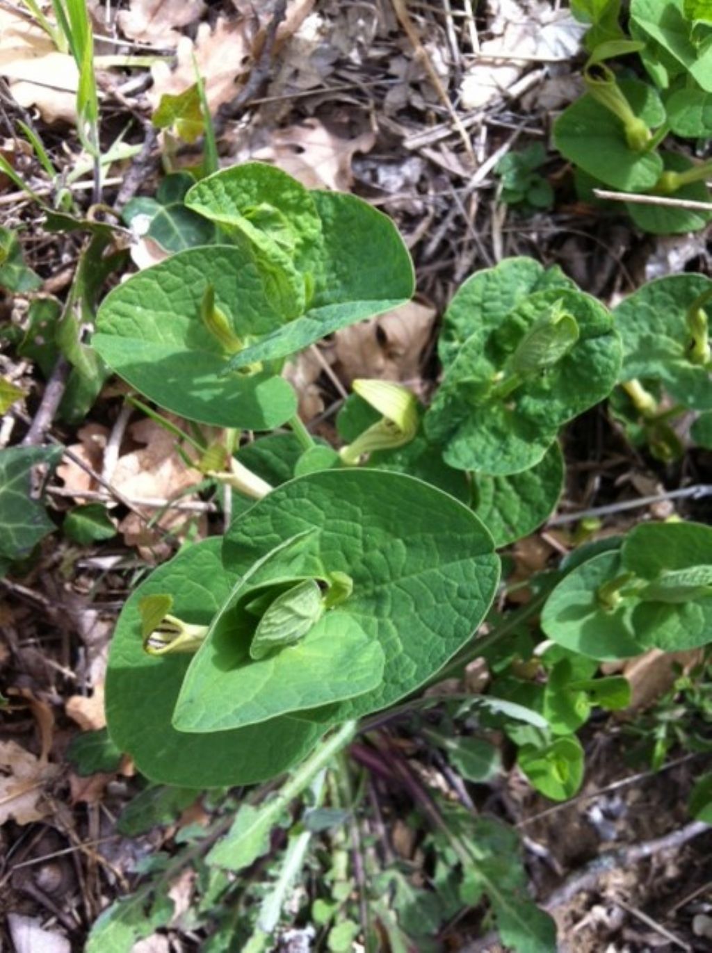 Aristolochia cfr. lutea (Aristolochiaceae)